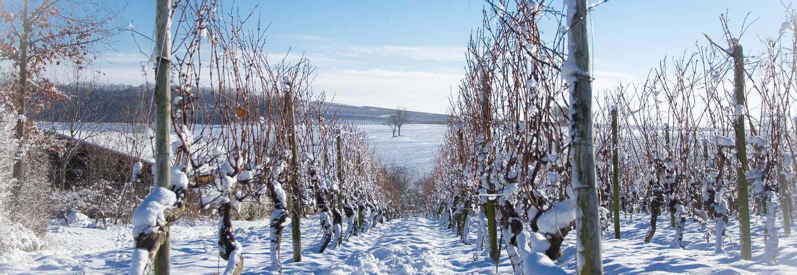 Gau-Bischofsheim im Winter